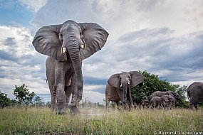 Elephants | Zambia