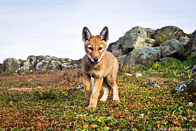 Ethiopian Wolf Pup | Ethiopia