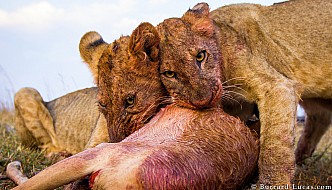 Lion Cubs | Zambia