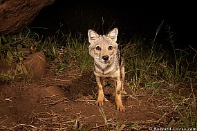 Side-striped Jackal | Uganda