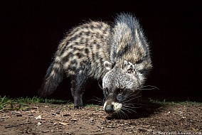 African Civet | Zambia