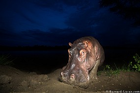 Hippo | Zambia