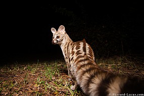 Genet | Zambia