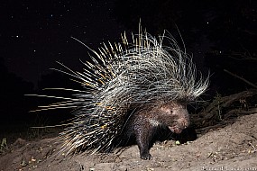 Porcupine | Zambia