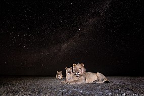 Lions | Zambia