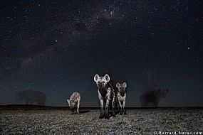 Hyenas | Zambia