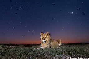 Lion | Zambia