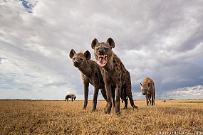 Hyenas | Zambia