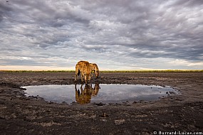 Hyenas | Zambia