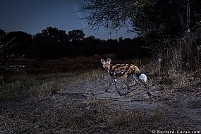 African Wild Dog | Namibia