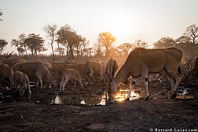 Eland | Namibia