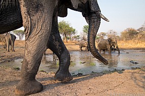 Elephants | Namibia