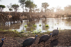 Eland & Guineafowl | Namibia