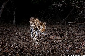 Leopard | Zambia