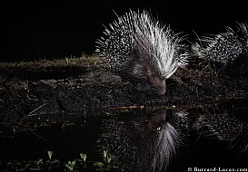 Porcupine | Zambia