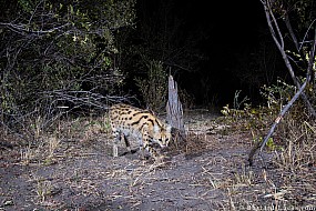 Serval | Namibia