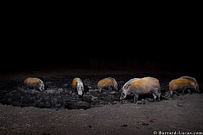 Bushpigs | Namibia