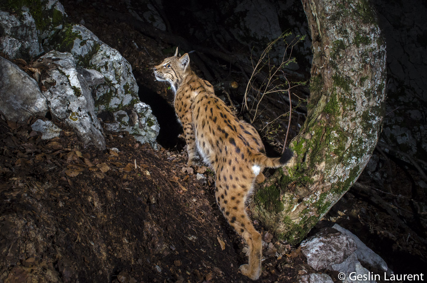 Laurent Geslin – Lynx in the Jura Mountains - Camtraptions