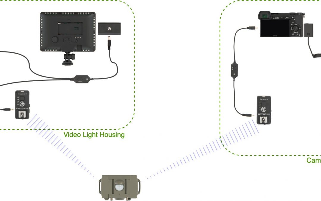 Sony Video Camera Trap with a Wireless LED Video Light
